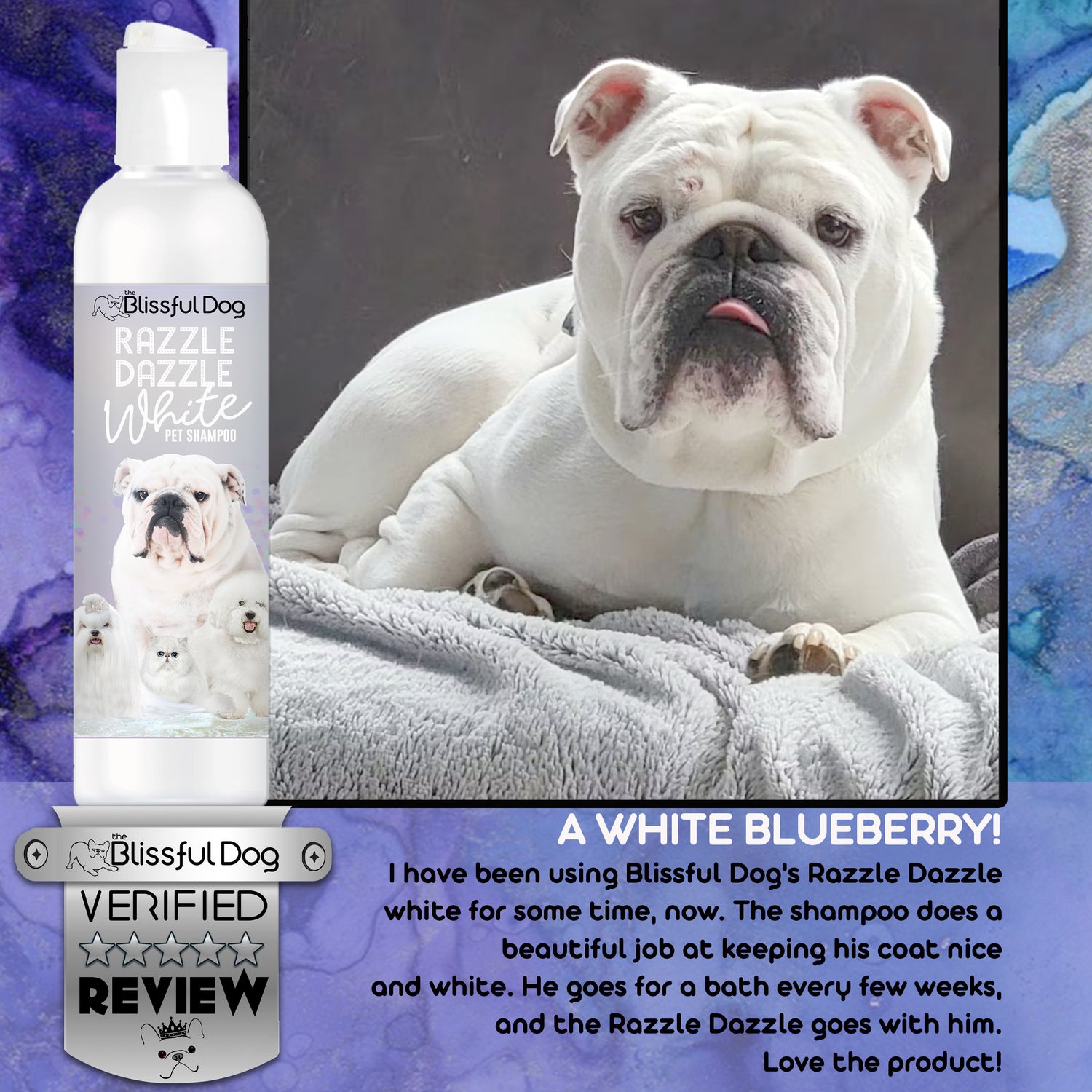 Blueberry the Bulldog